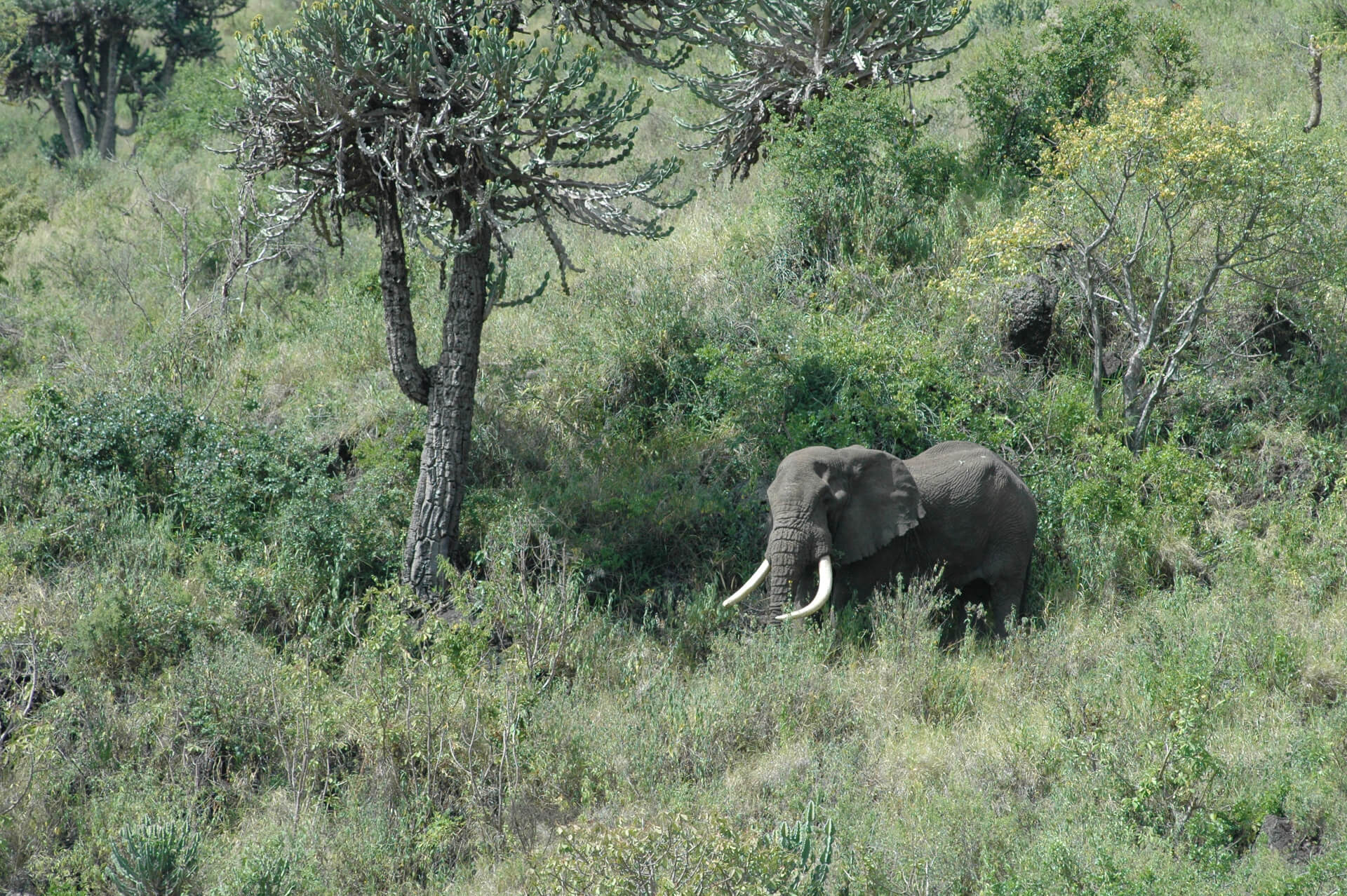 Das Klimaschutzprojekt sichert auch den Lebensraum hunderter Vogelarten und bedrohter grosser Säugetiere wie dem afrikanischen Elefanten.